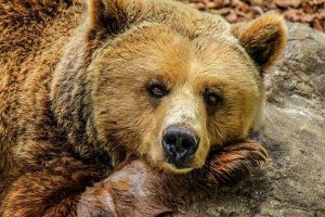 De ce hibernează urșii?